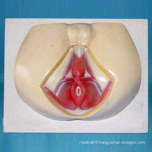 Male Perineum Shallow Muscle Anatomic Demonstration Model (R110204)